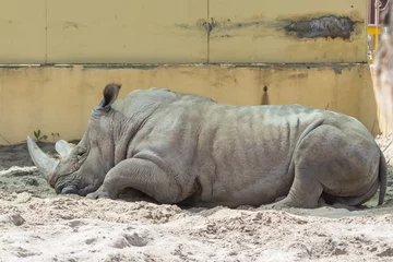 Gardinen Nashorn The rhino lies. Animals at the zoo. Rhino horn. Endangered species of animals. A rare animal. Environmental Protection. Salvation from the heat. Thick skin. African inhabitants. Large mammal.  © Larysa