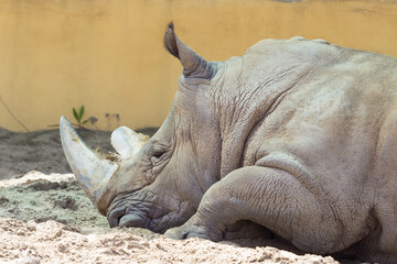 The rhino lies. Animals at the zoo. Rhino horn. Endangered species of animals. A rare animal. Environmental Protection. Salvation from the heat. Thick skin. African inhabitants. Large mammal.