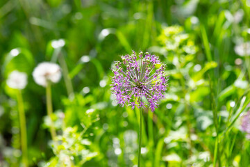 Summer flower in the field in early June.