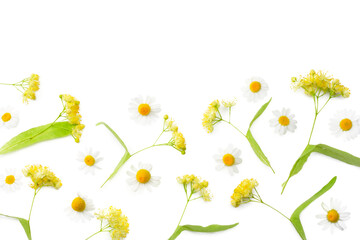 Linden flowers with chamomile isolated on a white background