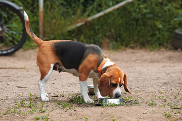 Beagle dog drinks water from a ceramic bowl in the street on a hot day