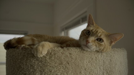 Cat in the cathouse.