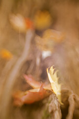 autumn leaves abstract, very shallow depth of field