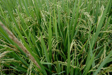 Rice plant of the paddy field.