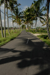 Rows of coconut trees on the side of the road.