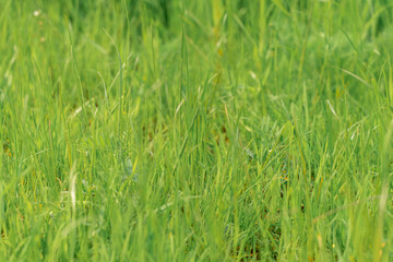 Fototapeta na wymiar green grass texture. background of green grass with selective focus.
