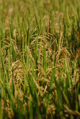 Ready to be harvested rice plant of the paddy field.