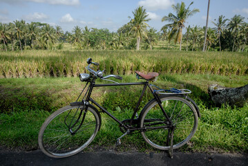 Fototapeta na wymiar Old vintage bicycle standing on the side of rice paddy field.