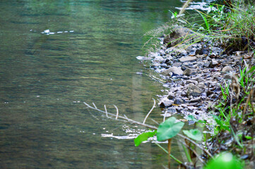 flowers on the river