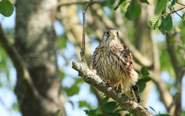 hawk in the tree