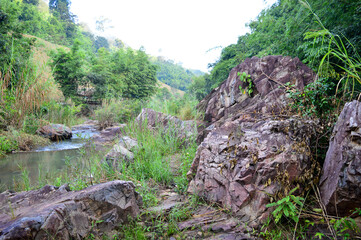 stream in the forest