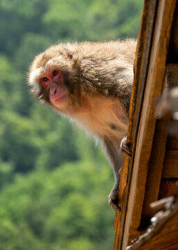 Monkey looks off the top of a roof in Japan
