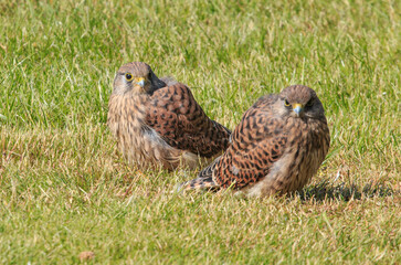 to young kestrels sitting in the grass