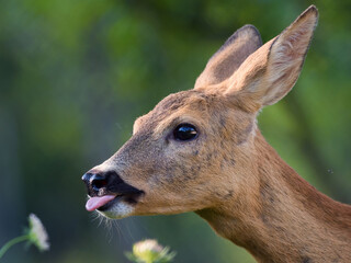 portrait of a young deer,green background