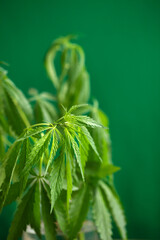 Cannabis Leaves on green background with copy space - Medical Legal Marijuana. Hemp Growing Concept