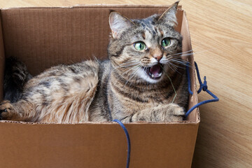 Cute grey tabby cat in cardboard box on floor at home