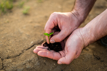Hands holding young green sprout. Save Earth and organic ,ecology concept.