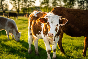 Brown and spotted cows graze in the meadow and look at the camera. Green Forest.