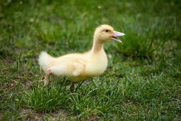 cheerful duckling in the grass