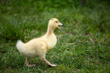 cheerful duckling in the grass