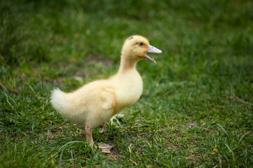 Obraz premium cheerful duckling in the grass