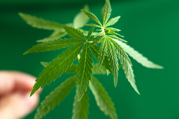Cannabis bush with green hemp leaves on a green background, marijuana leaves with copy space. Hemp Growing Concept