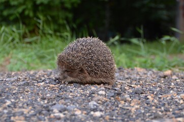 hedgehog in the forest hurries home