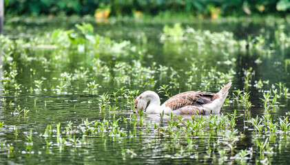 The duck searching food.