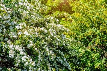  Spirea bushes bloom in the spring in May
