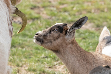 Fototapeta premium One brown, white, black horned, baby goat kid, standing on the spring grass, head shot