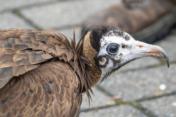 Greifvögel
