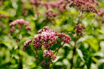 Window sill flowering in a flowerbed in a country garden