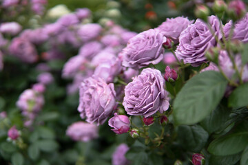 奥をぼかして薄紫色の沢山のバラ