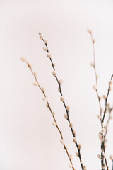 herbarium, pussies, bouquet of flowers on white background,