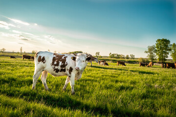 Brown and spotted cows graze in the meadow . Green Forest.