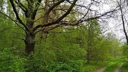 Fototapeta na wymiar the forest road goes into the spring forest with young green trees and old oaks that rise above them. Mobile photo