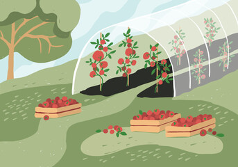Greenhouse with tomato plants. Garden landscape. Harvest season. Wooden boxes with tomatoes on grass. Growing vegetables in agriculture. Gardening, horticulture, cultivated land vector illustration.