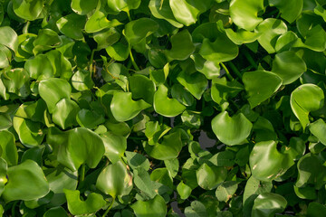 Fototapeta na wymiar Pattern of Water Hyacinth leaves floating in a river