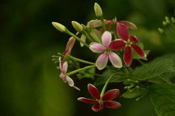 Obraz premium pink orchid flower