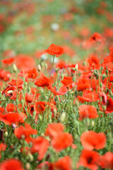 Amazing red flowers of poppy in the field. Czech republic, Europe.