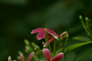 butterfly on a flower