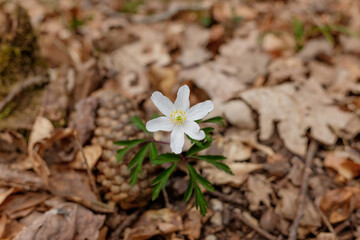 Ein Buschwindröschen (lat.: Anemone nemorosa) vor einem Tannenzapfen auf dem Waldboden
