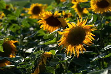Fototapeta premium Sunflower fields at day light