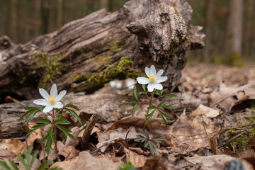 Mehrere Buschwindröschen (lat.: Anemone nemorosa) vor einem alten Baumstamm (Totholz) im Wald