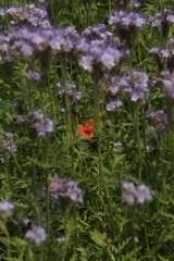 papavbero