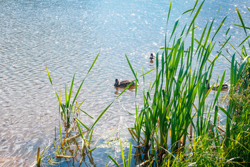 A small group of wild ducks swims in a pond among the reeds on a sunny summer day