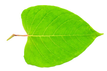 Wide green leaf on a white isolated background