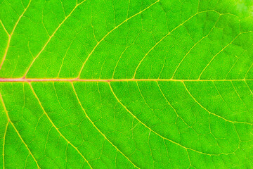 Fototapeta na wymiar Closeup bright green leaf texture. lateral position.