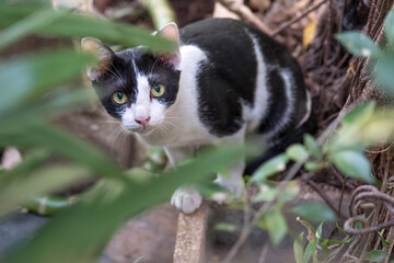 Obraz premium black and white cat on tree