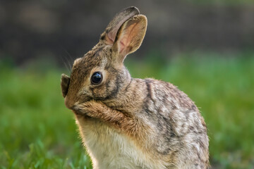 do a facial massage with the cute bunny